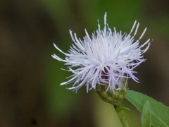 Cheirolophus arbutifolius