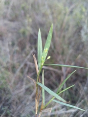 Dichanthelium scribnerianum