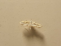 Parapoynx fluctuosalis