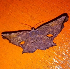 Crypsicoela subocellata