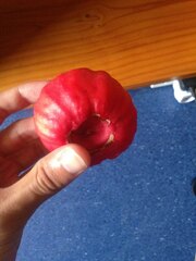 Syzygium suborbiculare