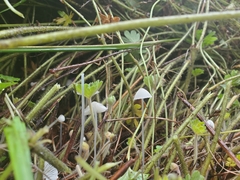 Coprinellus disseminatus