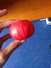 Syzygium suborbiculare