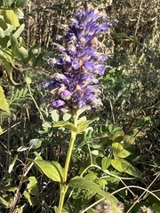 Agastache foeniculum