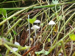 Coprinellus disseminatus