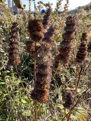Agastache foeniculum