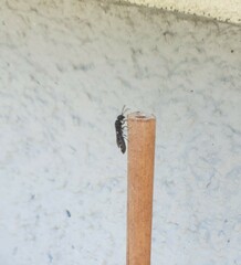 Sapygina decemguttata