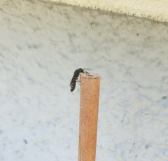 Sapygina decemguttata