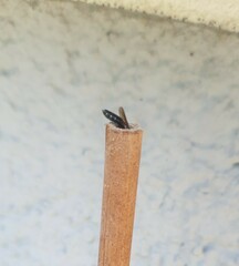 Sapygina decemguttata