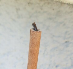 Sapygina decemguttata