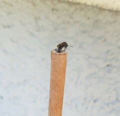 Sapygina decemguttata