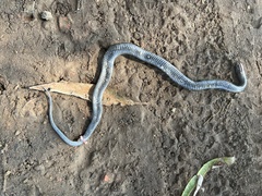 Thamnophis melanogaster