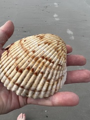 Dinocardium robustum