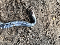 Thamnophis melanogaster