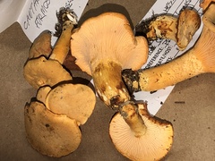 Cantharellus formosus