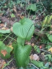 Hosta plantaginea