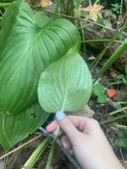 Hosta plantaginea