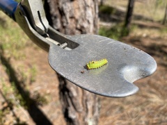 Antheraea polyphemus