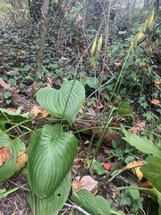Hosta plantaginea