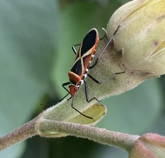 Dysdercus decussatus