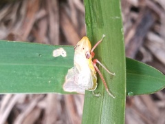 Homalodisca insolita