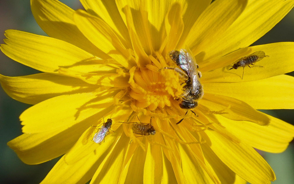 Short-horned Furrow Bee