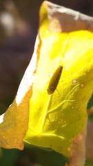Graphocephala versuta