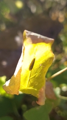 Graphocephala versuta