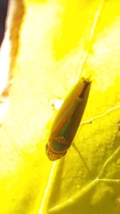 Graphocephala versuta