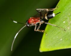 Goryphus