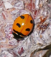 Coccinella transversoguttata