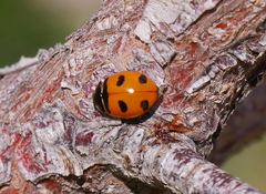 Coccinella transversoguttata