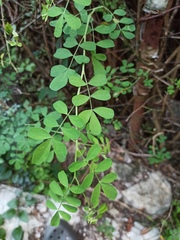 Colutea arborescens