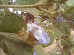 Vitex mombassae