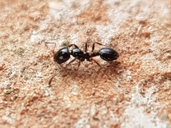 Monomorium carbonarium