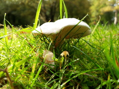 Clitocybe rivulosa