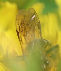 Lasioglossum marginatum