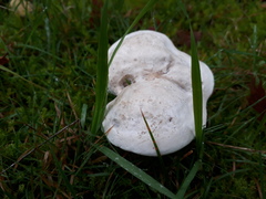 Clitocybe rivulosa