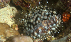 Cypraea tigris