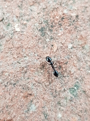 Monomorium carbonarium