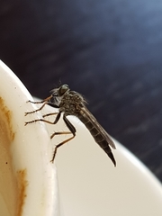 Neomochtherus geniculatus