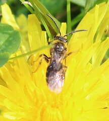 Lasioglossum marginatum