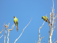 Aratinga nenday