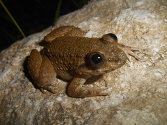 Limnonectes conspicillatus