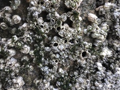 Austrominius modestus