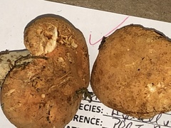 Hydnum washingtonianum