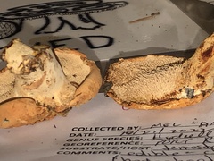 Hydnum washingtonianum