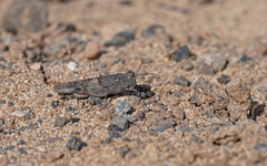 Sphingonotus pachecoi