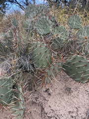 Opuntia phaeacantha