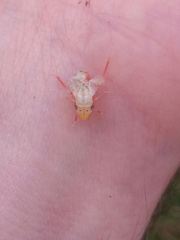 Homalodisca insolita